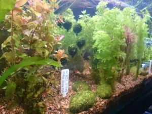 Read more about the article Stick Insects have Arrived at Moorabbin Aquarium!