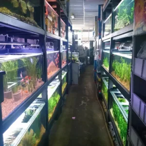 Read more about the article Even more freshwater plants